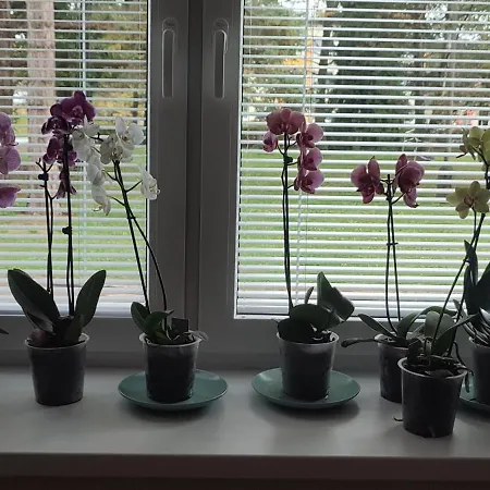 Orchidea 3 Apartmán